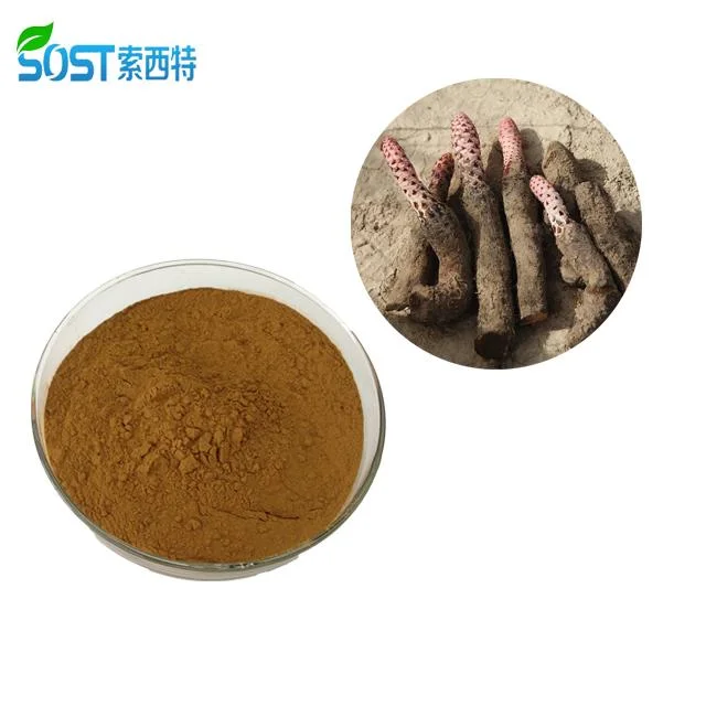 Herbes sexuelles naturelles Cynomorium Coccineum/Cynomorium Songaricum Suoyang/extraire de l'homme