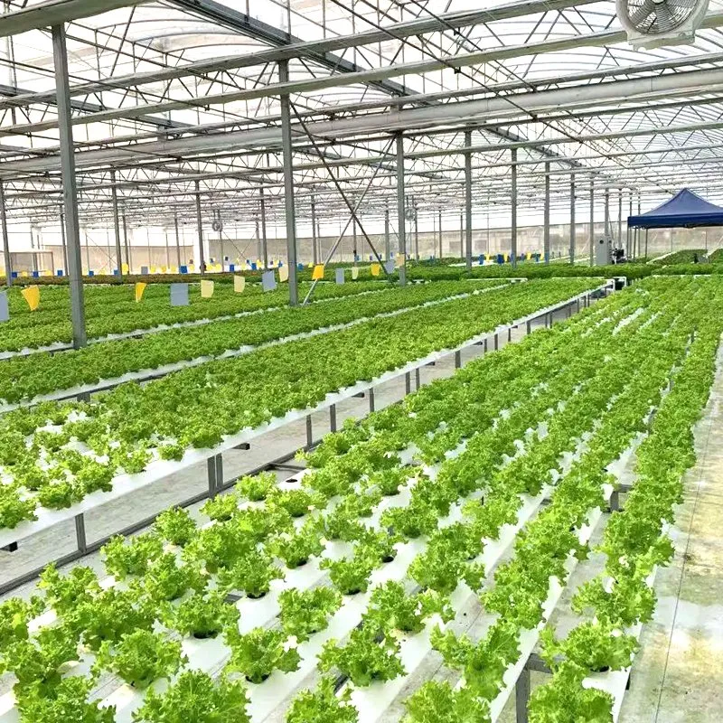 Commercial Use Film Glass Solar Greenhouse with Fan Boiler/Move Seedbed/Hydroponic Growing/Irrigation System