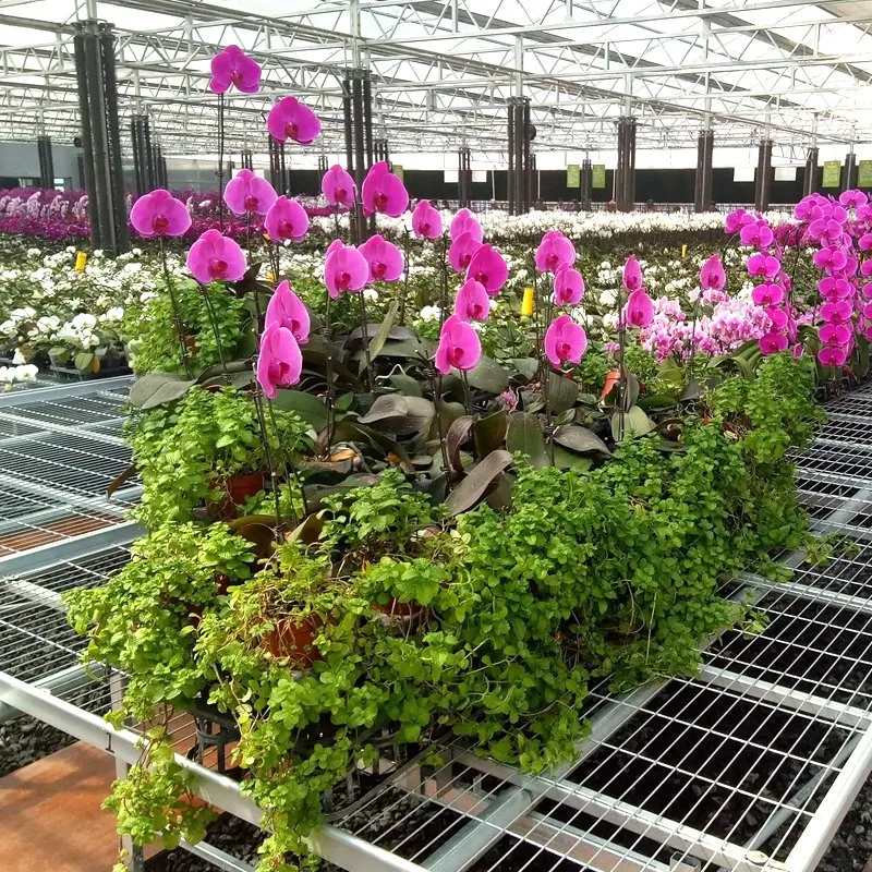 Factory Supply High Transparent Single or Double Film Greenhouse Intelligent Film Glass Greenhouse Vegetable/Flower/Hydroponics Aeroponic for Promotion