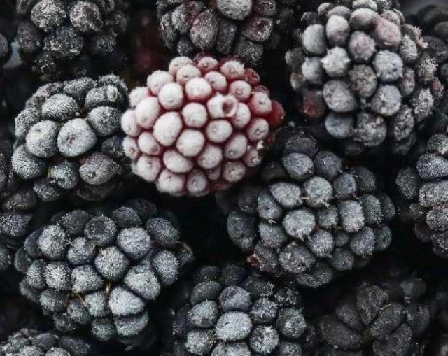 100% Natural Organic Bulk IQF Frutas Congelados BlackBerry no OGM Para exportar