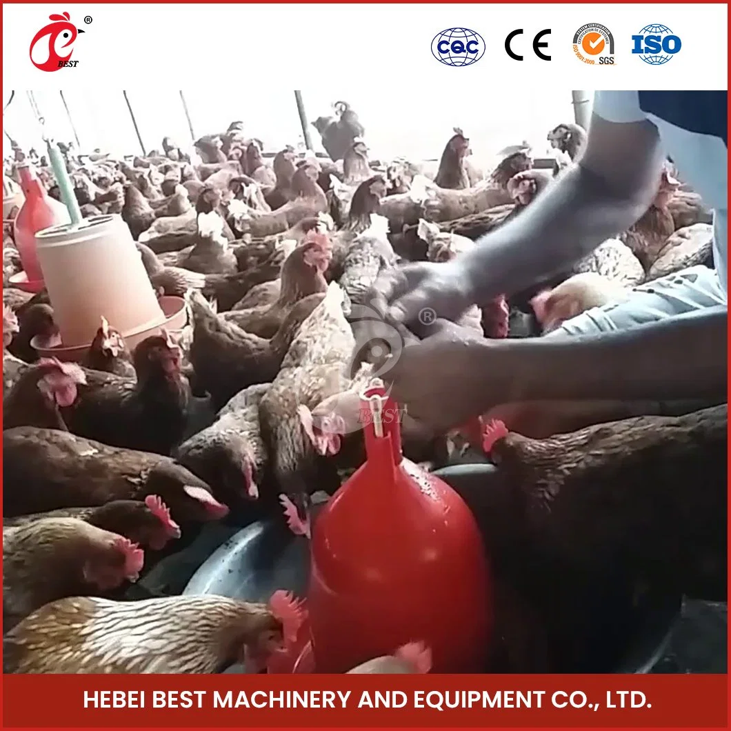 La production de poulets de chair Bestchickencage Bell buveur de la Chine ferme avicole Tétine Factory Échantillon gratuit peut être réglée de la hauteur de tailles différentes buveur de poulet