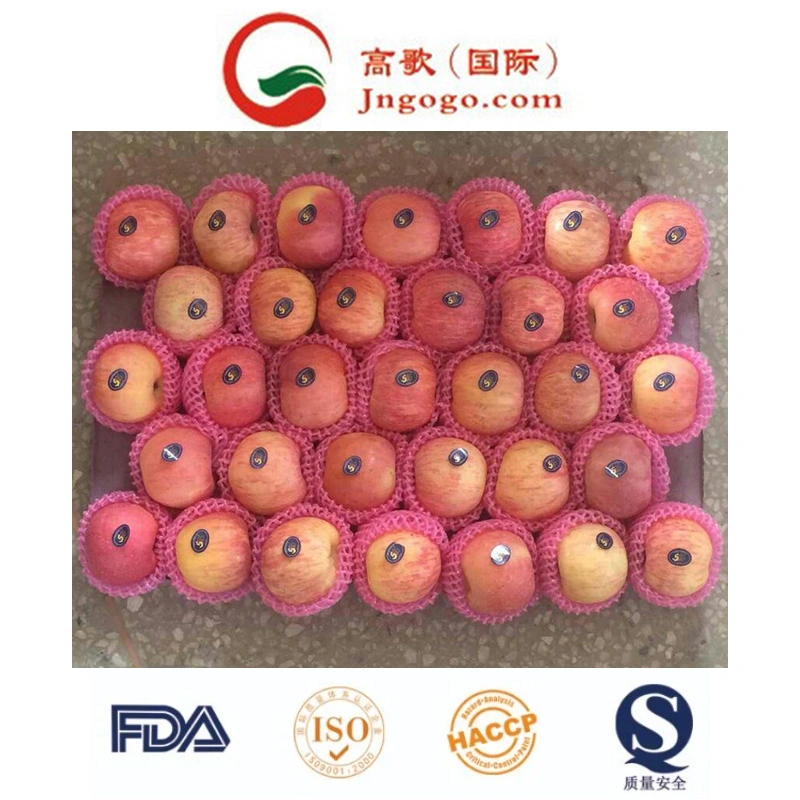 New Crop Fresh Chinese FUJI Apple