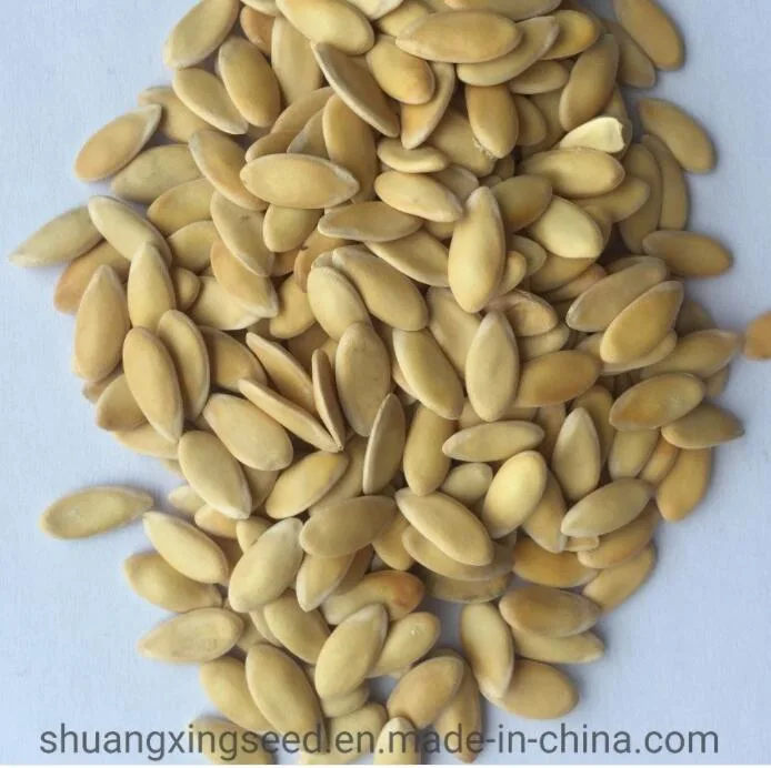 Sweet Hami Melon Seeds Musk Melon Seeds for Sowing