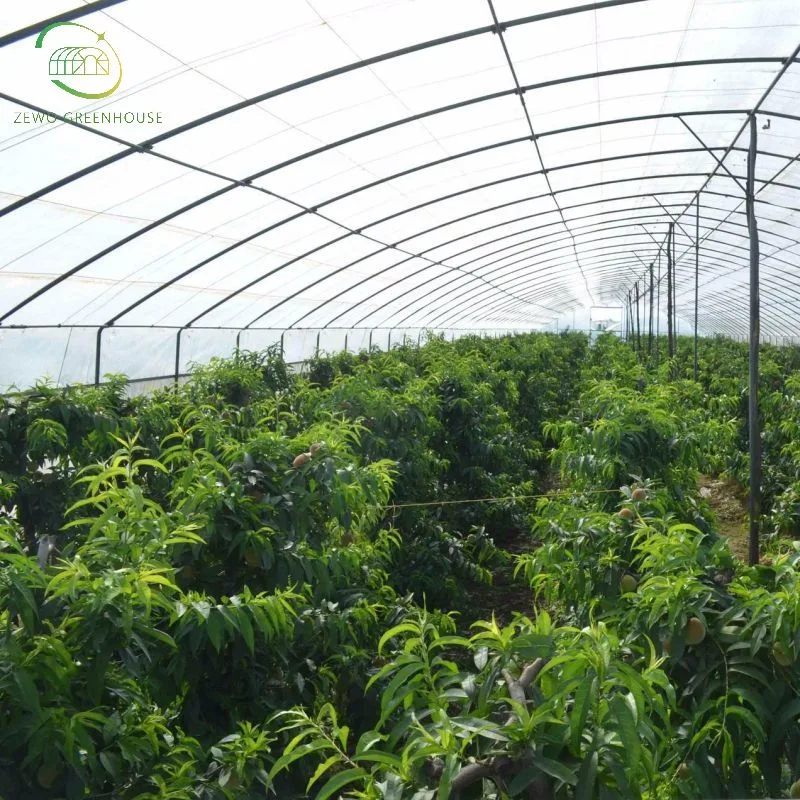 Galvanized Steel Pipe PC Sheet Multi-Span Greenhouse with Hydroponics Irrigation System for Strawberry/Vegetables