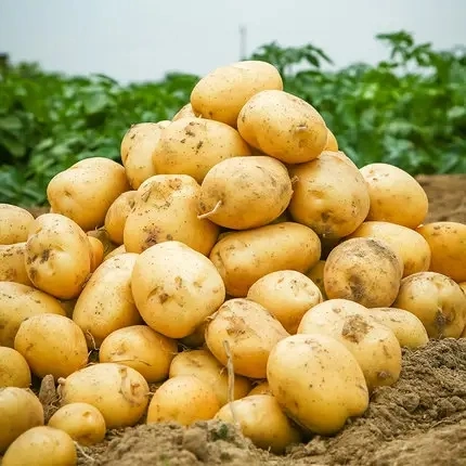 New Crop Overseas Direct Supply Fresh Potatoes