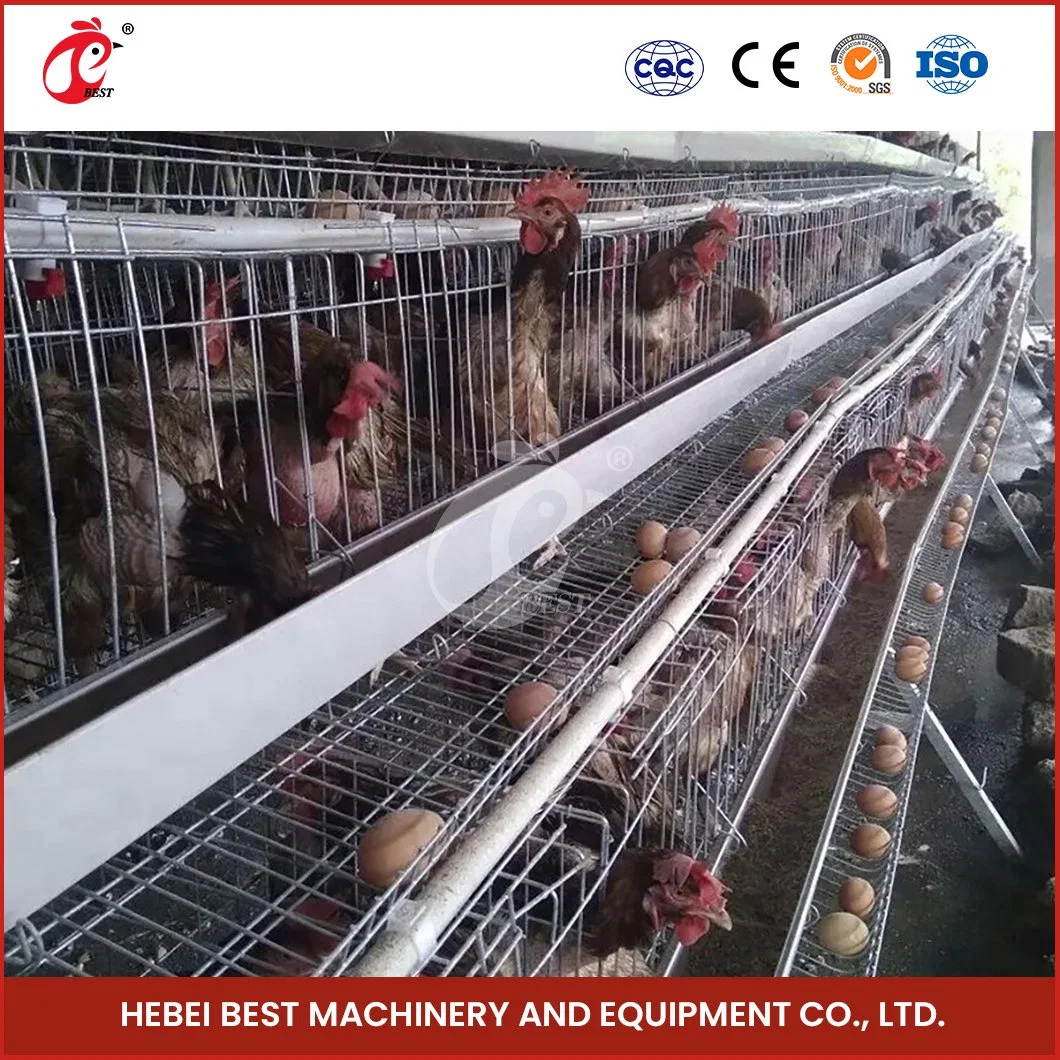 Bestchickencage a Type Layer Cage China Farmhouse Layer Chicken Coop Factory Free Sample Chicken Cages Egg Layer Plastic Configuration Chicken Coop Feeders