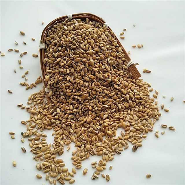 Fu xiao mai Chinese herbal dried Fructus Tritici Levis/Floating wheat/light wheat for sale