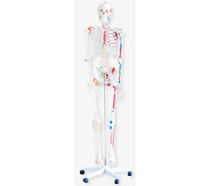 La science médicale Anatomie 180cm 85cm Modèle de squelette anatomiques humains