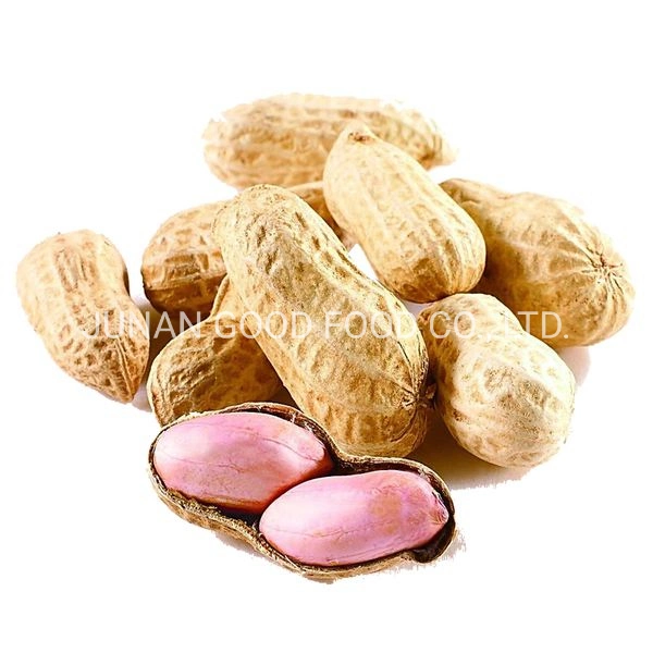 Groundnuts in Shell/Without Shell/Peanut/Raw