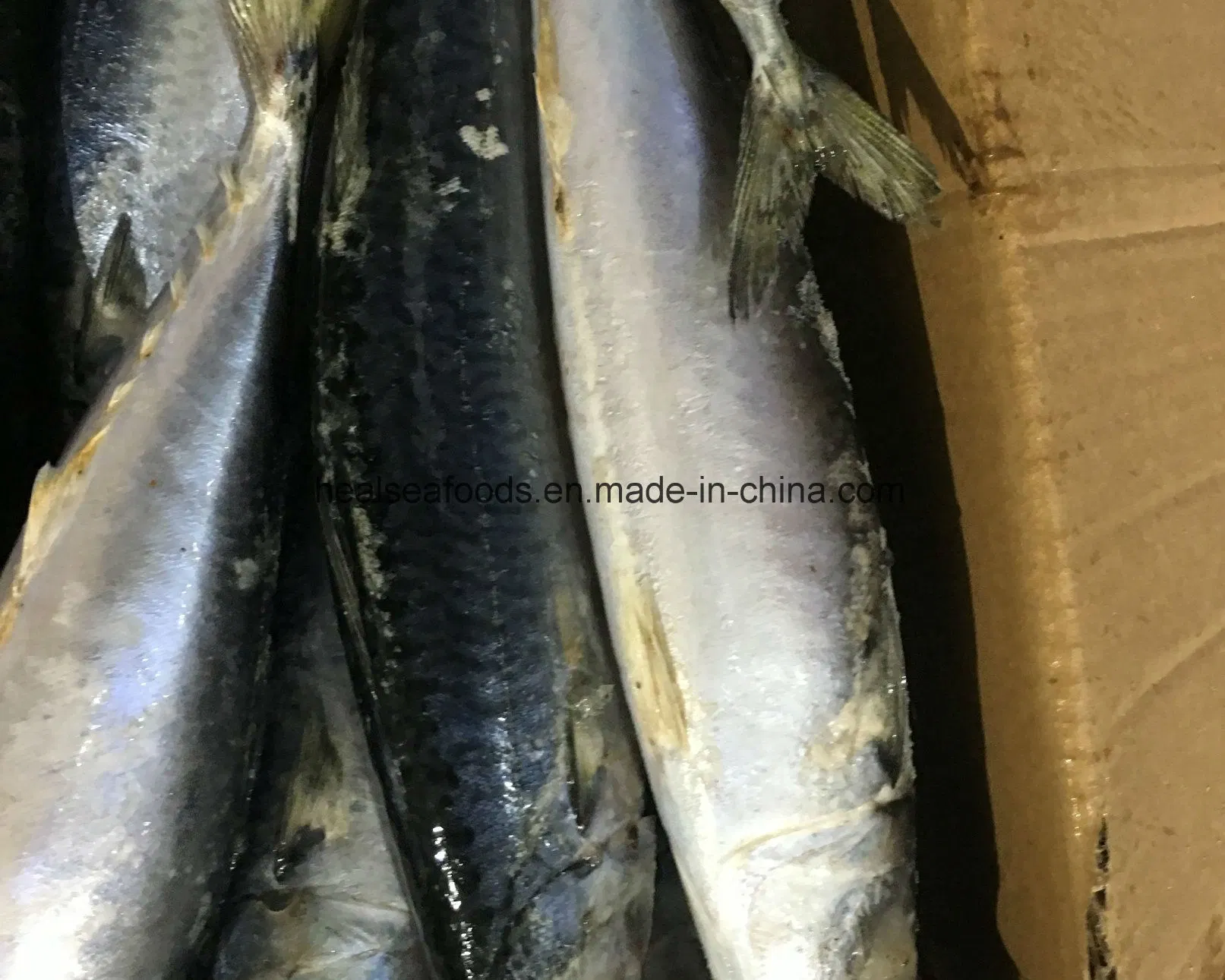 Best Frozen Pacific Mackerel with Factory Price