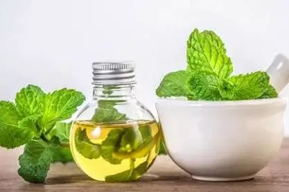 Peppermint Oil Bulk Peppermint Essential Oil Natural Peppermint Oil