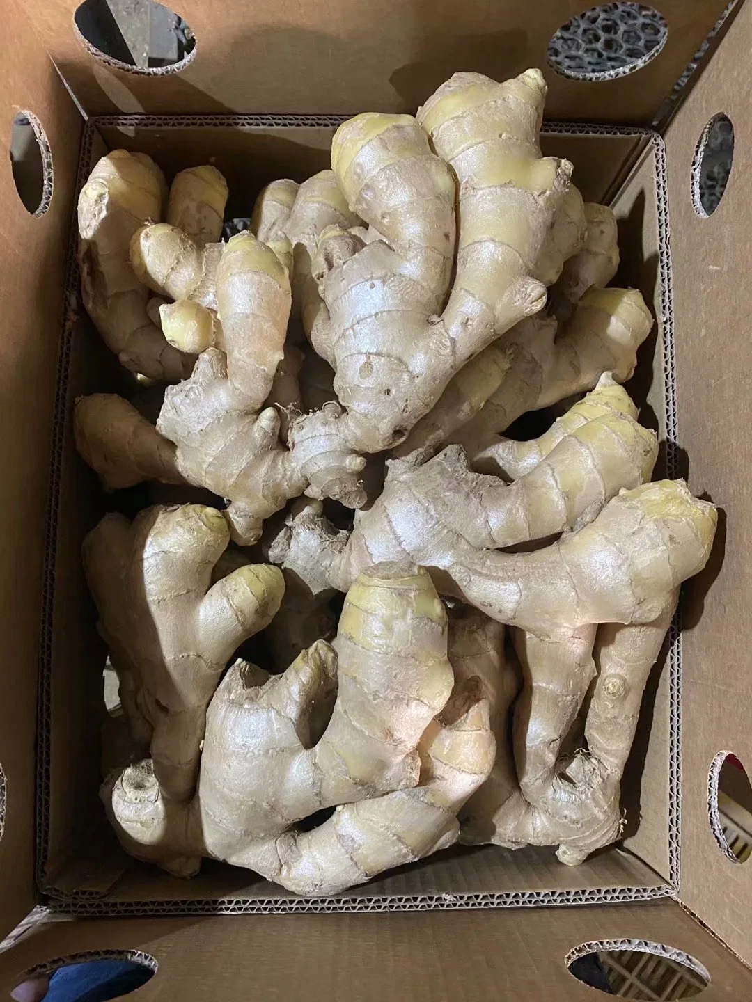 Chinese Fresh Spicy Ginger Sold Directly From The Factory