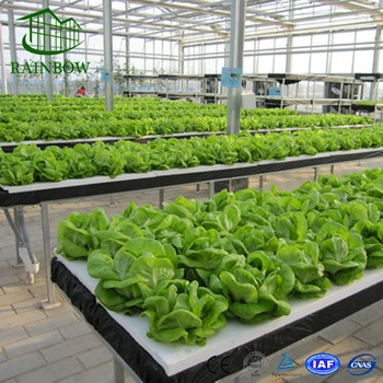 High quality/High cost performance  Economical Hydroponics System for Greenhouse