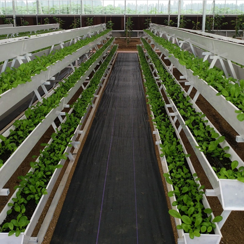 Nft Hydroponic Growing Gully Channel Hydroponic Strawberry Hydroponic System

Système hydroponique de culture en gouttière NFT pour la culture hydroponique de fraises.