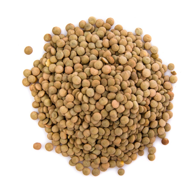Chinese Gansu Green Lentils High quality/High cost performance  Lentils Hot Sale