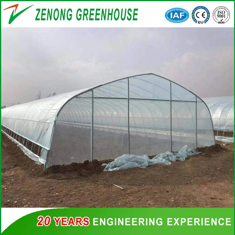 Cherry Greenhouse with Hot Galvanized Steel and Po Film