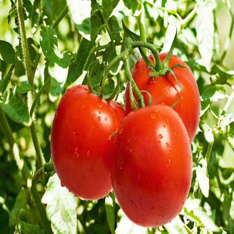 100% orgánico Extracto de tomate en polvo el licopeno antioxidante