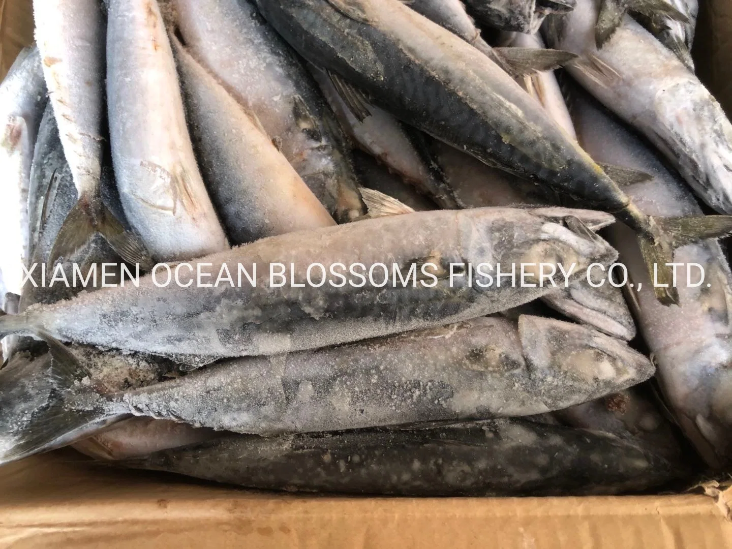 Best Sea Frozen Pacific Mackerel for Bait Scomber Japonicus Tuna Bait