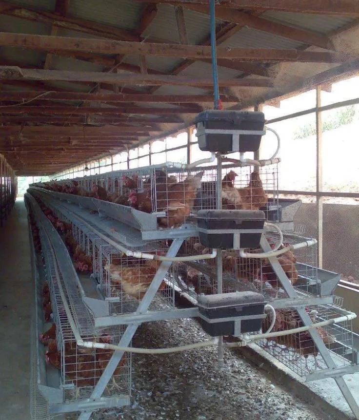 Farm Machinery/Cages/Livestock Machinery/Hot Galvanized Automatic Chicken Farm Poultry Cage System/Battery Layer Poultry Cage for Broiler/Poultry Farming