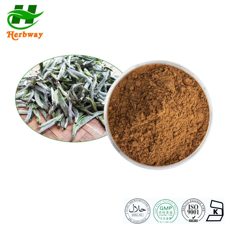 Herbway Kosher Halal Fssc HACCP Certified Wholesale/Supplier Price Antioxidant White Tea Leaf Extract