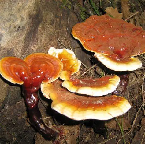 Preço competitivo de pó de cogumelo Reishi de boa qualidade