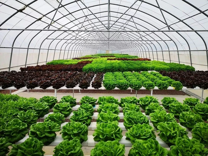 Hydroponic Growing System/ Hydroponic Systems/PVC Nft Channel for Agriculture Greenhouse