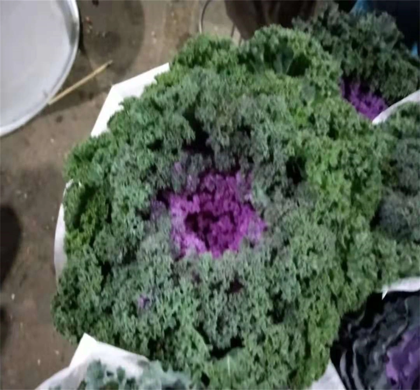 Fleurs coupées fraîches naturelles Flanging Purple Brassica