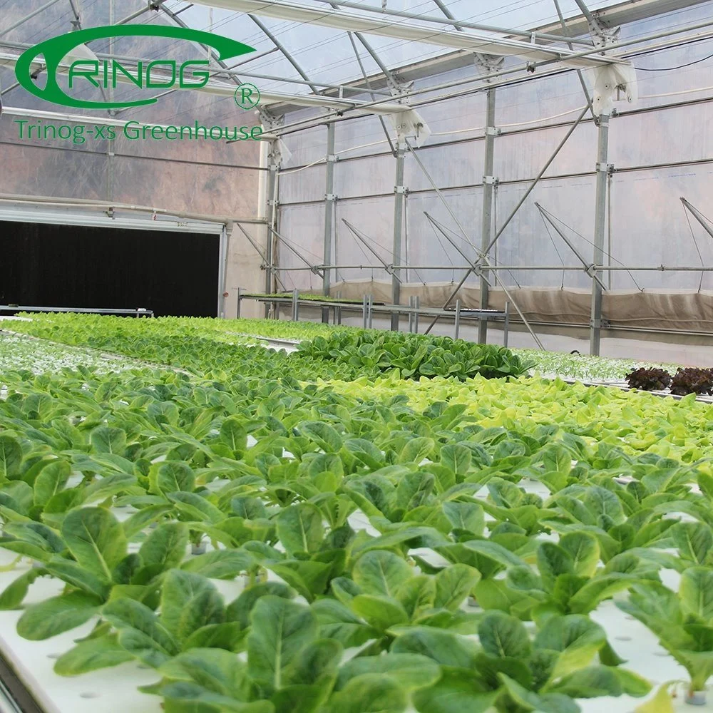 Hot Sale Agricultural Greenhouse Cultivation Hydroponics System Film Multi-span Greenhouse