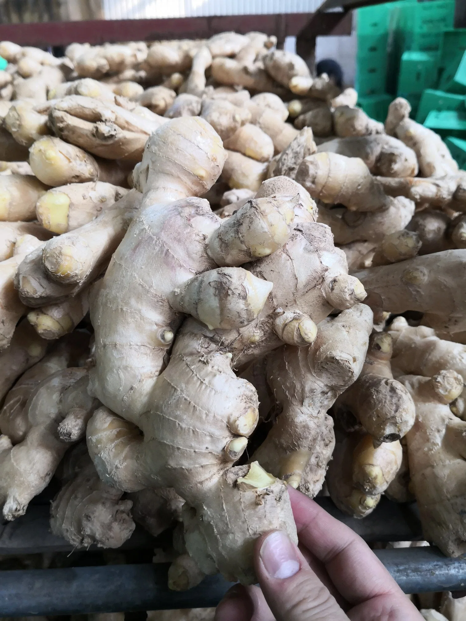 Air Dry Fresh Ginger in 5kg PVC Box