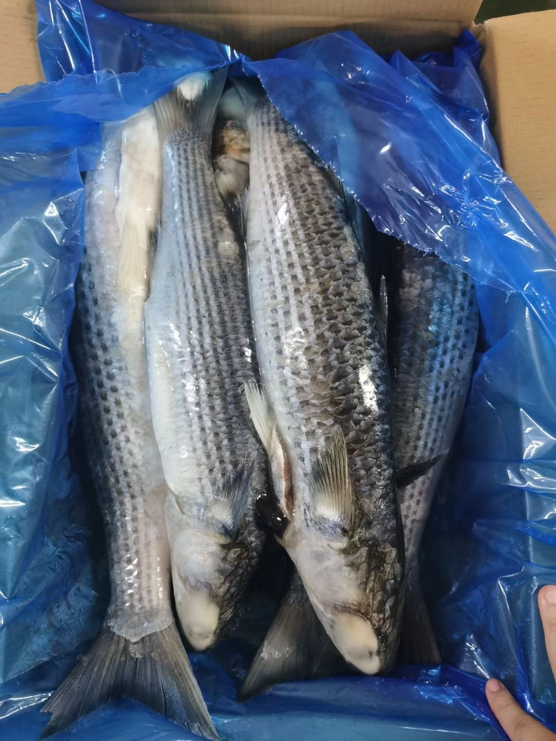 Frozen Grey Mullet, Whole Round/ Gutted, Frozen Seafood