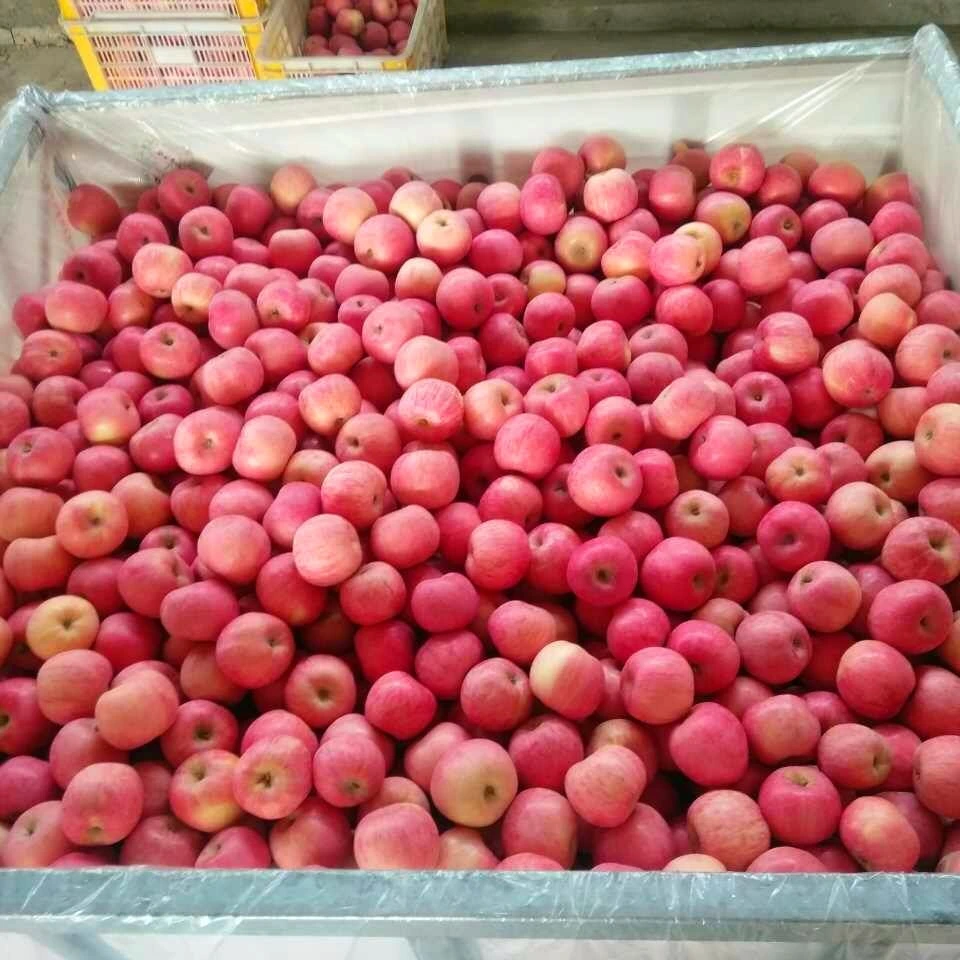 Fresh Shangong Good Quality FUJI Apple