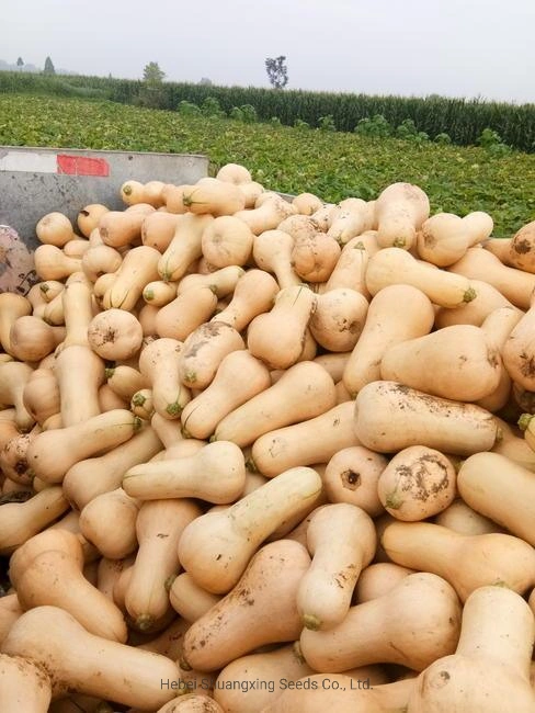 New Variety Hybrid F1 Vegetable Seeds Butternut Pumpkin for Planting