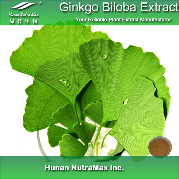 USP Standard Ginkgo Biloba Blatt Extrakt mit Shikiminsäure 98%