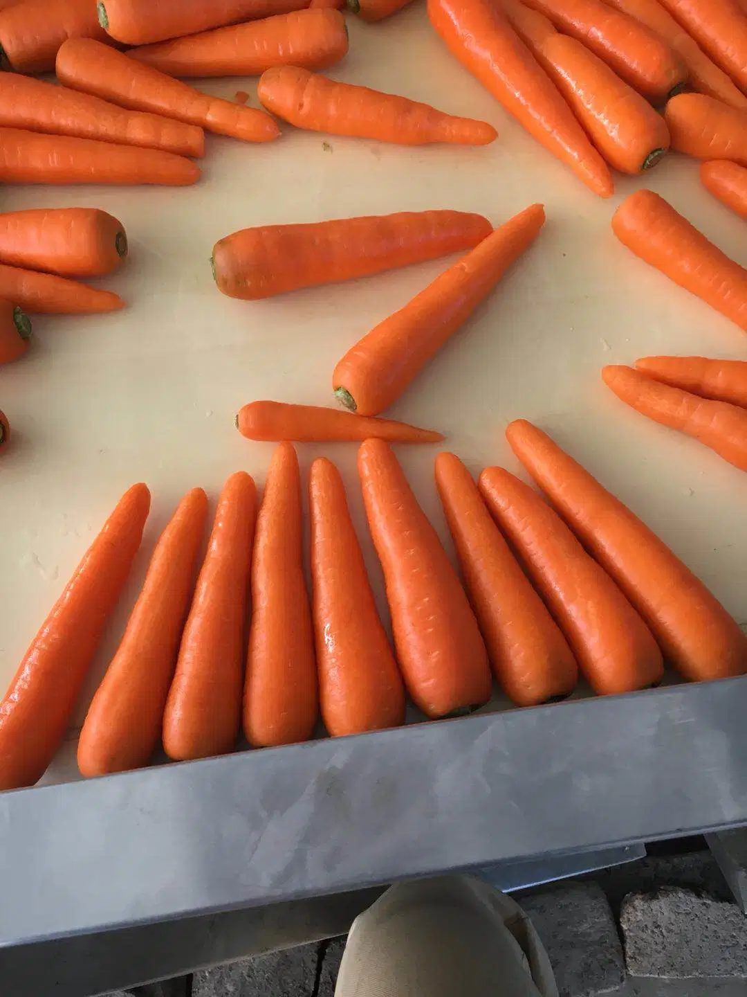 Good Quality and Price Carrot From Shandong Area