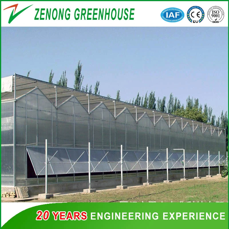 Agricultural/Commercial Double Layer Hollow Plastic PC Greenhouse with Cooling Pad and Fan System for Cooling Down