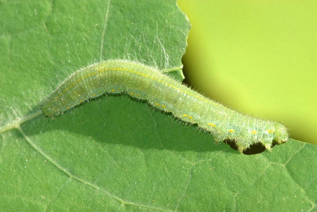 Fábrica China Productos químicos agrícolas Dinotefuran 20%+Bifenthrin 10% EC insecticida de pesticidas