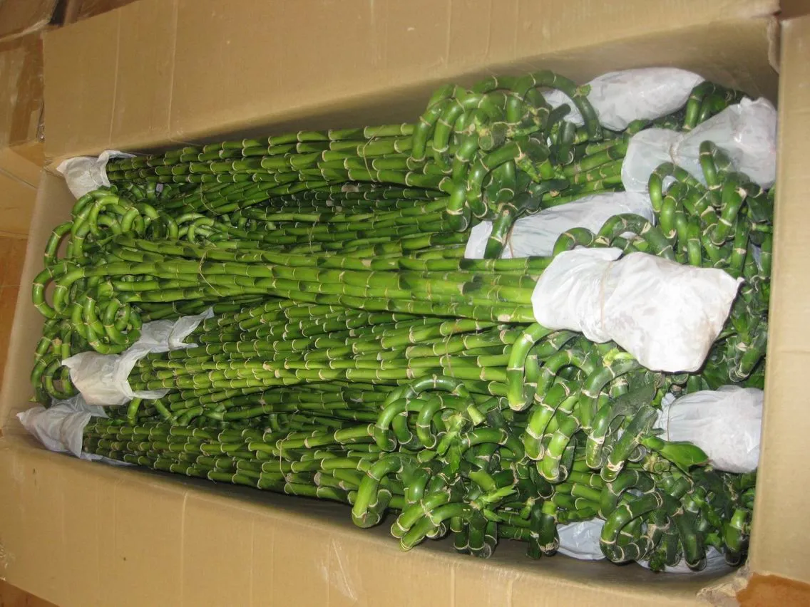 Wholesale Spiral Draceana Lucky Bamboo