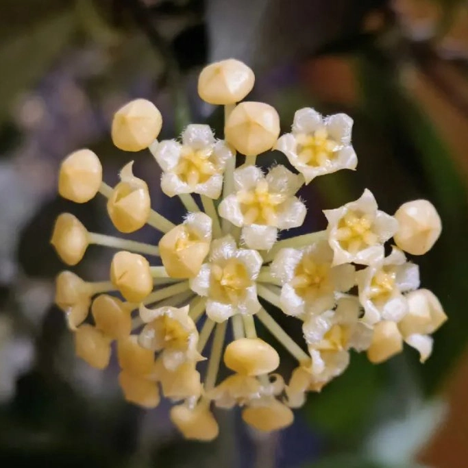 Hoya 'sunrise' Plantes réel