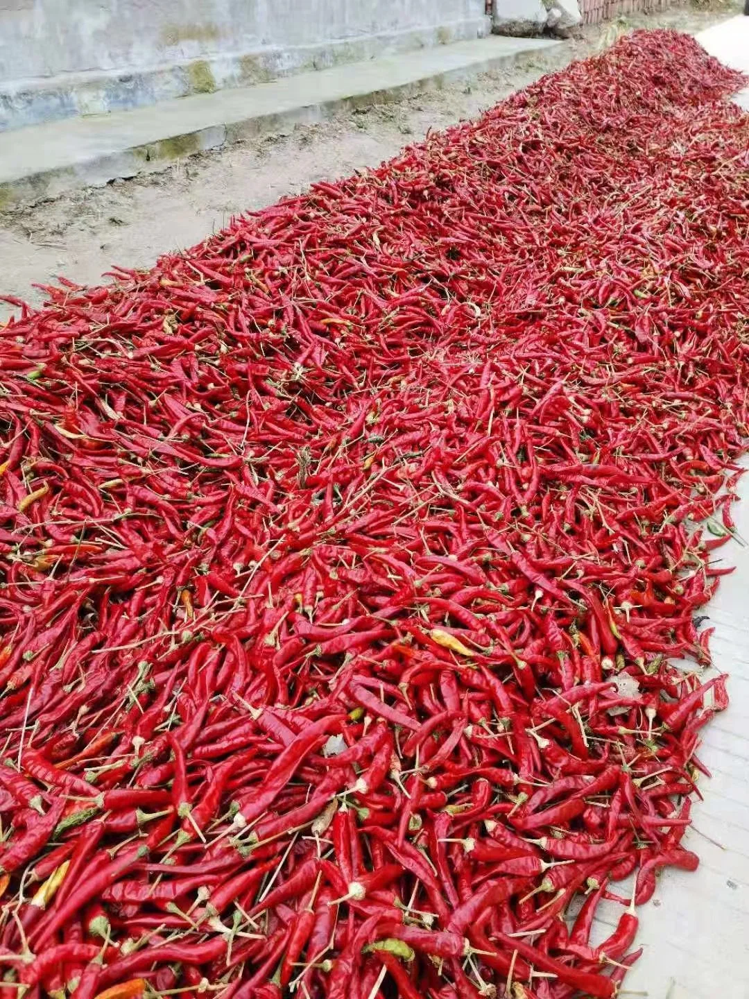 Directo de fábrica de pimienta picante deshidratada de calidad excepcional