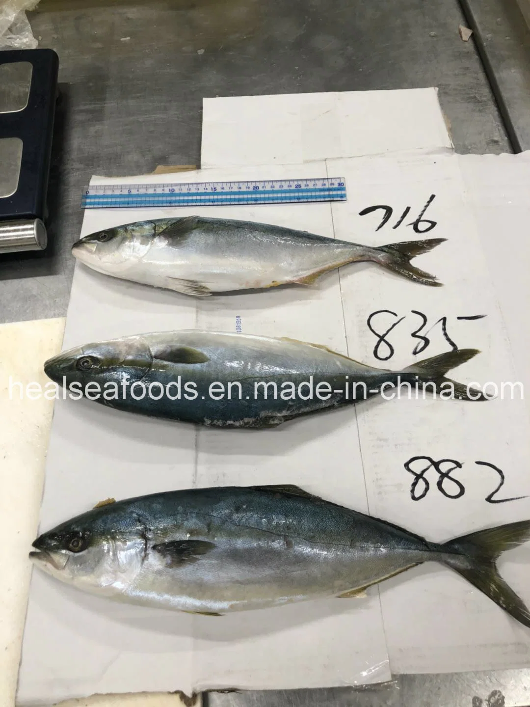 De nouveaux fruits de mer congelés de débarquement japonais queue jaune
