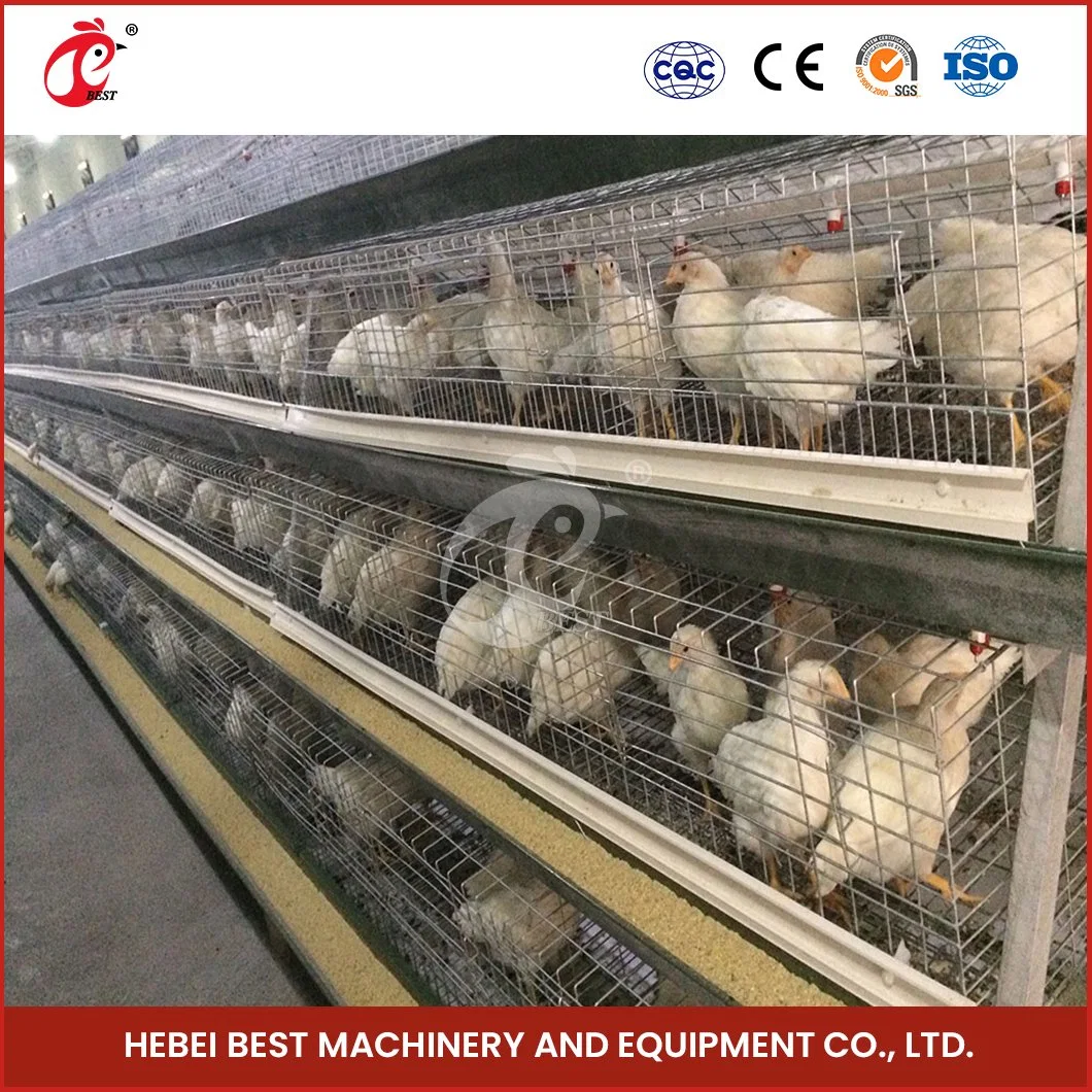 Bestchickencage China Battery Cage for Chicken Manufacturing a Frame Automatic Broiler Cages OEM Customized Save Space Durable Large Chicken Cage