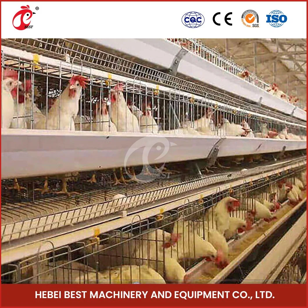 Bestchickencage Ordinary Type Layer Cage China Chicken Layer Cages for Sale Manufacturing Wholesale/Supplier Easy Control Parasitic Diseases Egg Chicken Cage for Sale