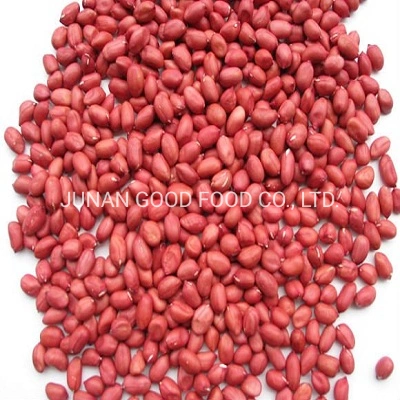 Hot Sale Peanut and Groundnut Without Shell Peanut