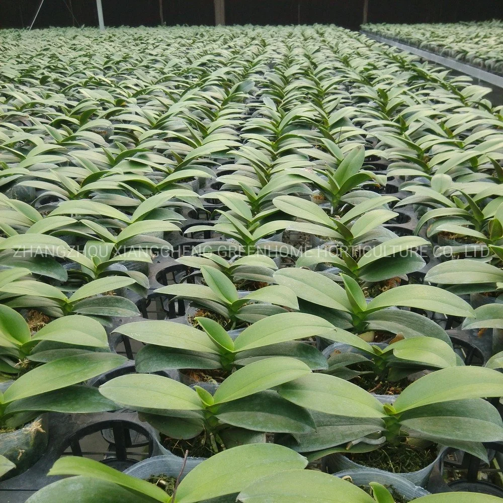 Plante d'orchidée fleur blanche avec lèvre rose plantes vivantes