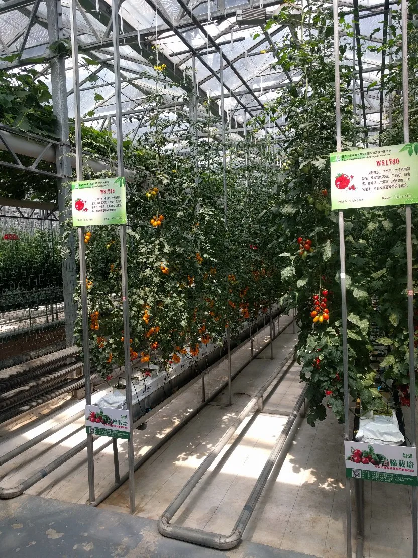 Commercial Multi-Span Systems for Leafy Greens Vegetables Greenhouse