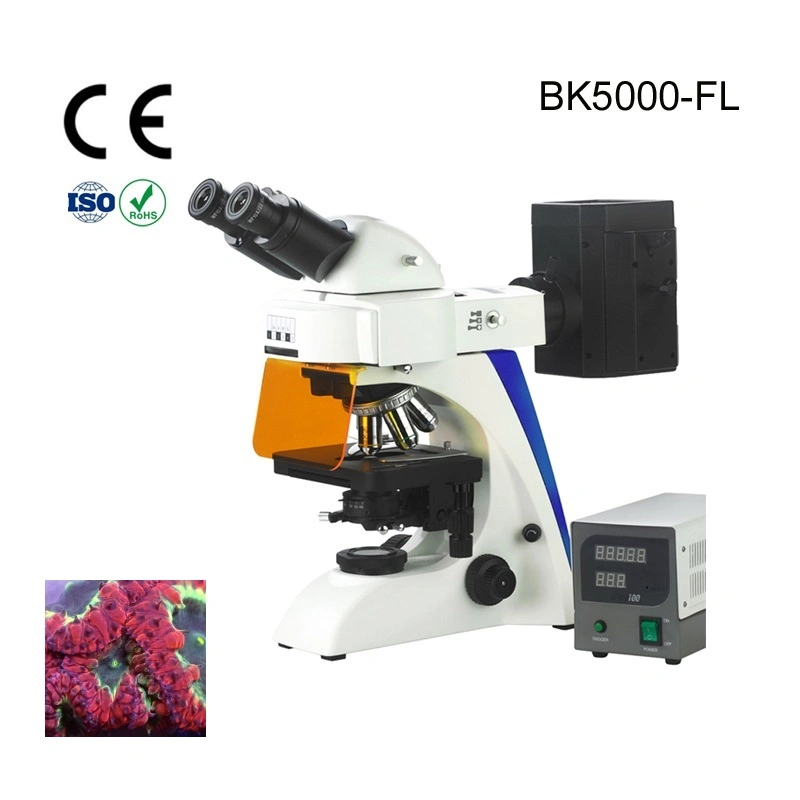 Alltion Microscope Multi-Viewing Educational Teaching Fluorscent Microscope for Low Price