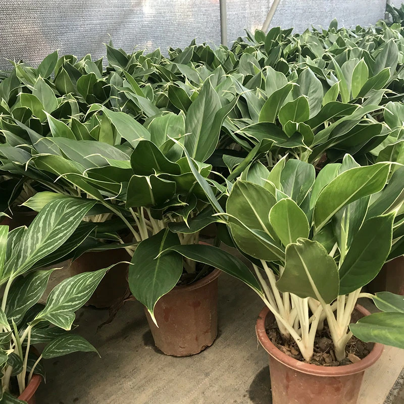 Aglaonema Commutatum Pseudo-Bracteatum White Rajah