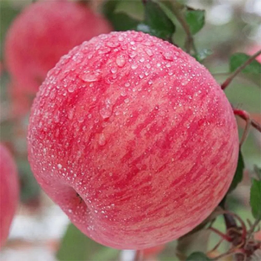 Alta qualidade de frutas frescas Banheira de venda dos frutos secos 100% por grosso