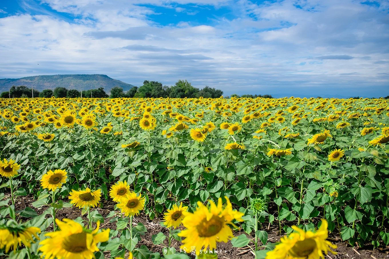 Hochwirksame Landwirtschaftliche Chemikalien Captan 64% Tebuconazol 16% Wdg Fungizid