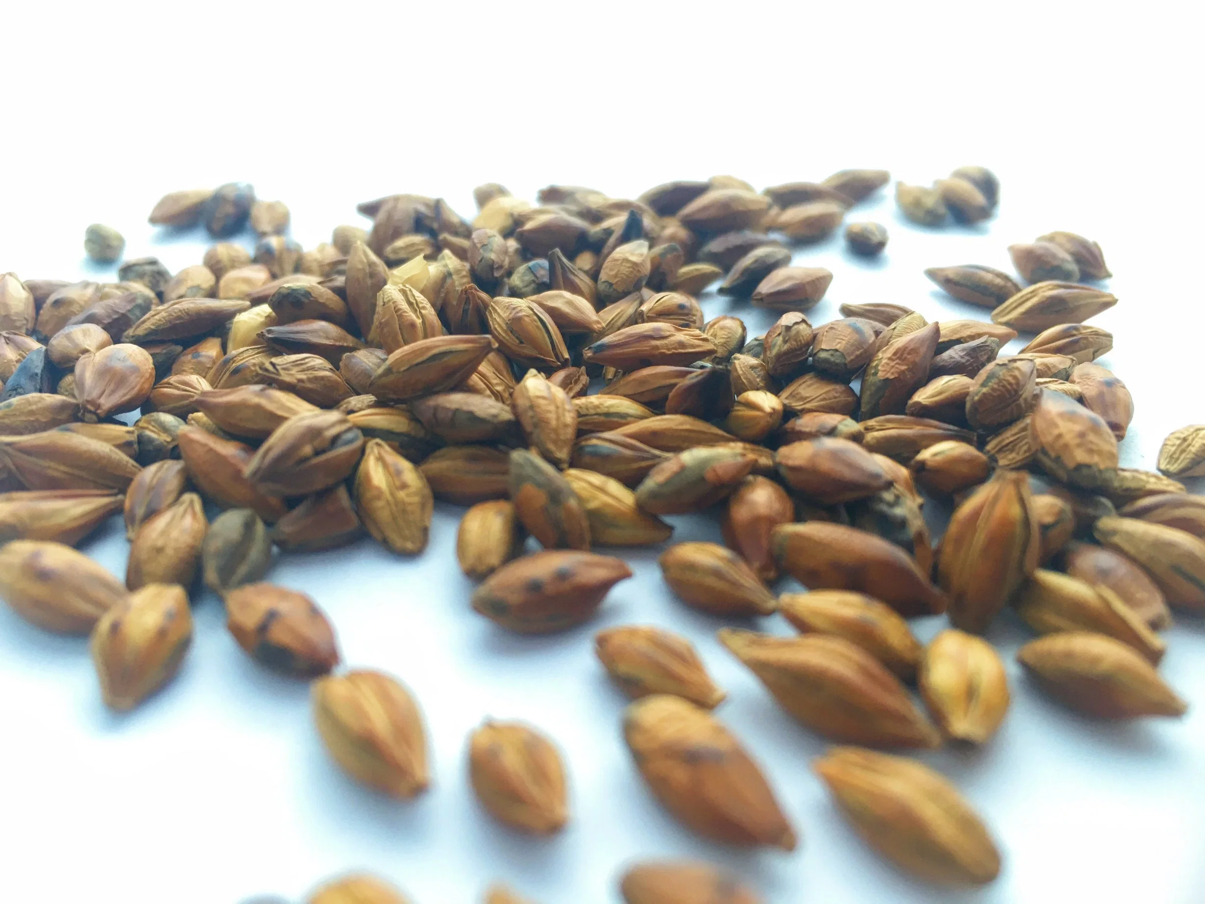 Bulk Barley Tea High quality/High cost performance  Chinese Barley